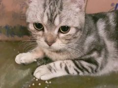 -猫猫幼稚园·撸猫·桌游·电玩
