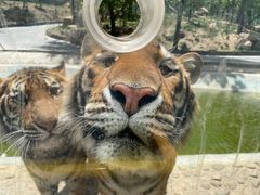 -栾川竹海野生动物园