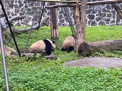 -都江堰中华大熊猫苑