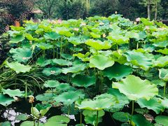 -洪湖家庭农场·团建·露营·会议