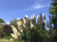 -贵阳市花溪国家城市湿地公园