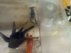 -Rabbit Cafe私房西餐甜点咖啡(栖霞路店)