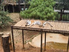 -云南野生动物园