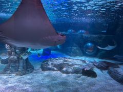 -上海海洋水族馆