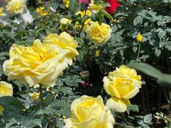 -人民公园(罗湖区)