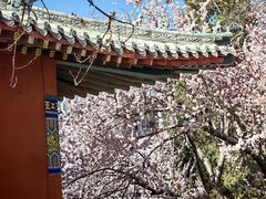-桃花堤公园