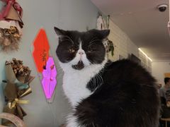 -平行世界·猫咖(首经贸店)