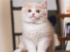 -小猫来了·猫舍(红山六九七九店)