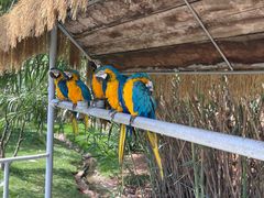 -西霞口神雕山野生动物世界