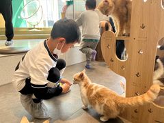 -飞行喵MR PILOT|猫舍·猫咖(静安大融城店)
