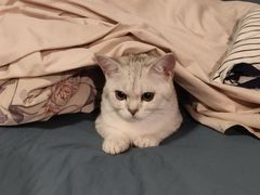 -瑞派福兴宠物医院犬猫全科·骨科·中西医结合(河东店)