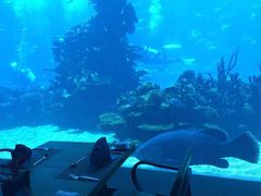 -海棠湾洲际-涛·海底餐厅·美人鱼·自助餐·海底隧道