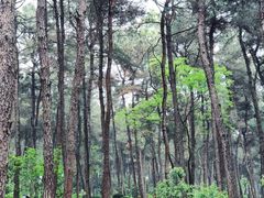 -铁山坪森林公园