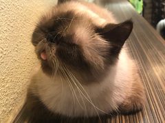 -more than meow吴止猫主题餐厅(承德 中船汇店)