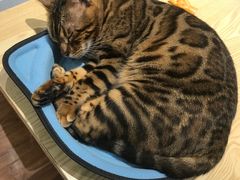 -绒爪撸猫下午茶·猫咖