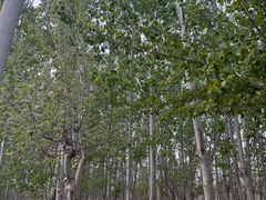 -西青郊野公园