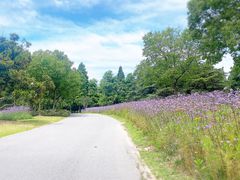 -上海滨江森林公园