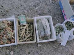 -蒲河大集