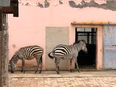 -青藏高原野生动物园