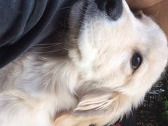 -翊宠yipet猫狗购宠庄园犬舍•猫舍