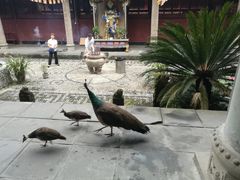 -都江堰普照寺