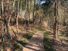 -上海佘山国家森林公园天马山园