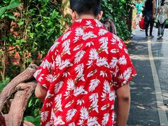 -西双版纳原始森林公园