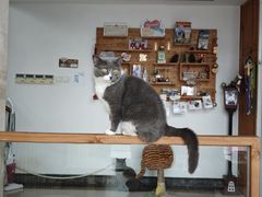 -Catmate·猫肥家润(金润铂宫店)