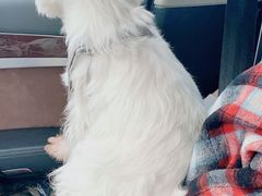 -汪星球宠物生活馆