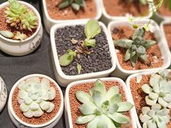 -谷莠子花艺·气球派对·绿植造景·花艺沙龙(金光华广场店)