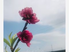 -天适樱花悠乐园