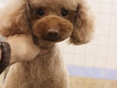 美容师修剪贵宾泰迪日系造型-诺比宠物医院心脏内科·泌尿肾内外科·骨科急重症