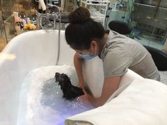 -momokira米努特·德文卷毛猫·棉花面纱犬
