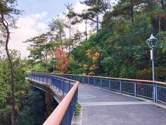 -金鸡山公园