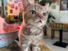 -平行世界·猫咖(首经贸店)