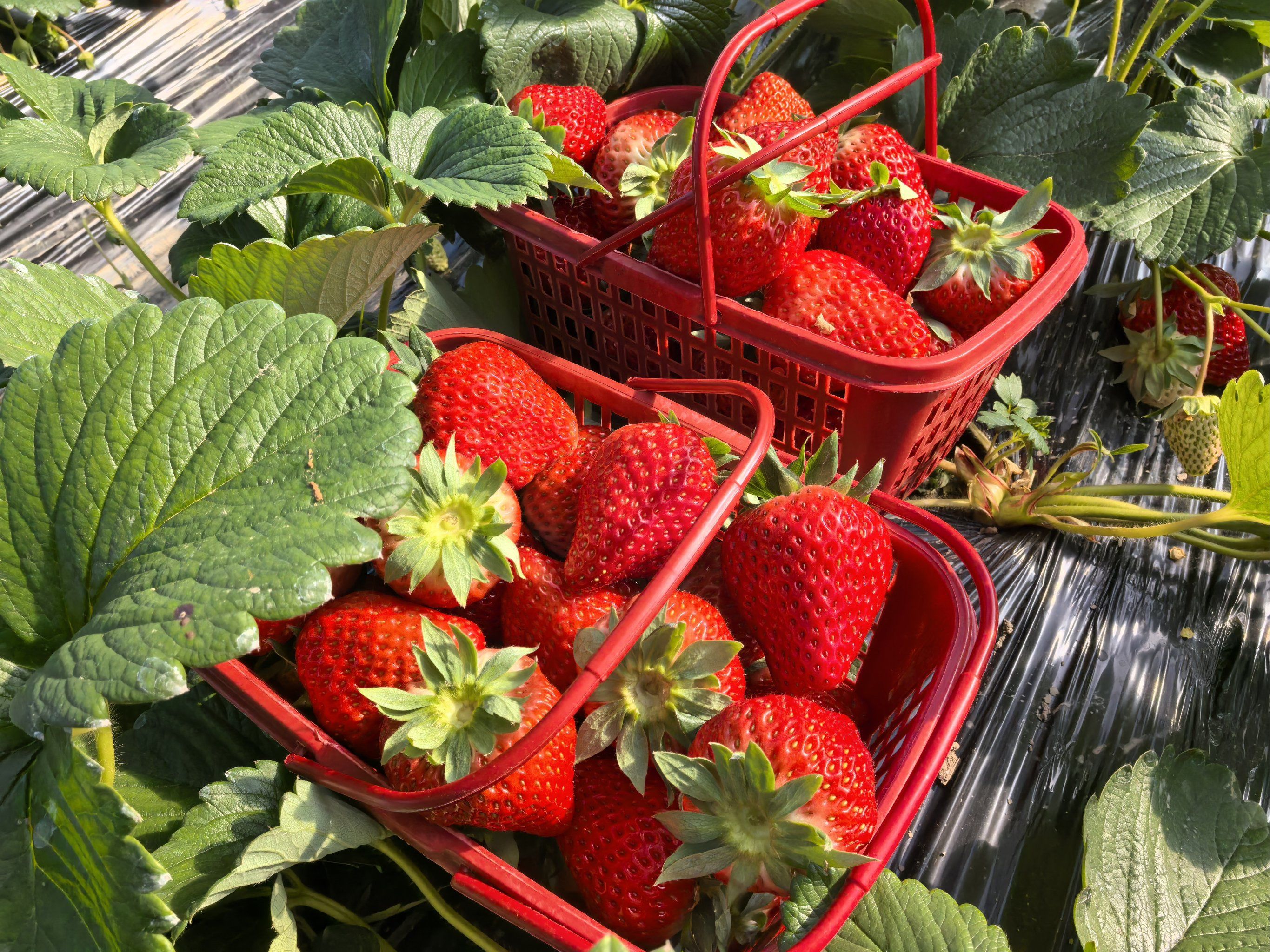 又到了草莓采摘的季节啦🍓🍓苏州宝子有福啦
