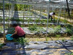 -迪茵湖田家舍生态农场