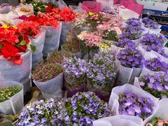 -中环花鸟鱼虫市场
