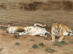 -西霞口神雕山野生动物世界