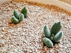 -龙大花卉苗木市场
