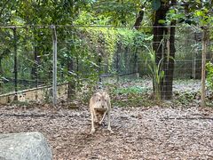 -清迈夜间动物园