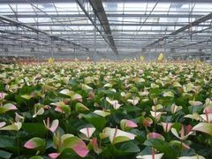 -西部兰花园生态园