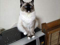 -爱侣宠医·鹦鹉专科·小型哺乳类·异宠专科(灵石路店)