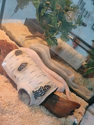 -神奇动物撸宠馆·羊驼·小浣熊·异宠(豫园店)