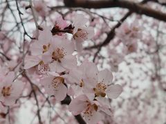 -桃花堤公园