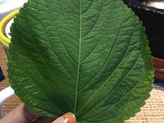 -雀舞云南菜(乐客城店)