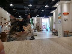 -藏猫猫咖啡主题馆(中央大道店)