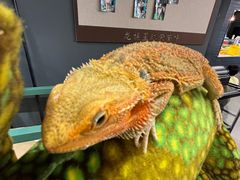 -FAIRYLAND龙族星球主题餐厅(凯丹广场店)