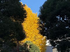 -井之头恩赐公园