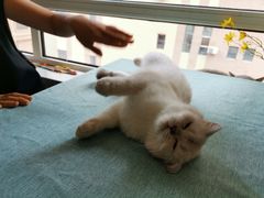 -鼓捣猫呢主题猫咖店